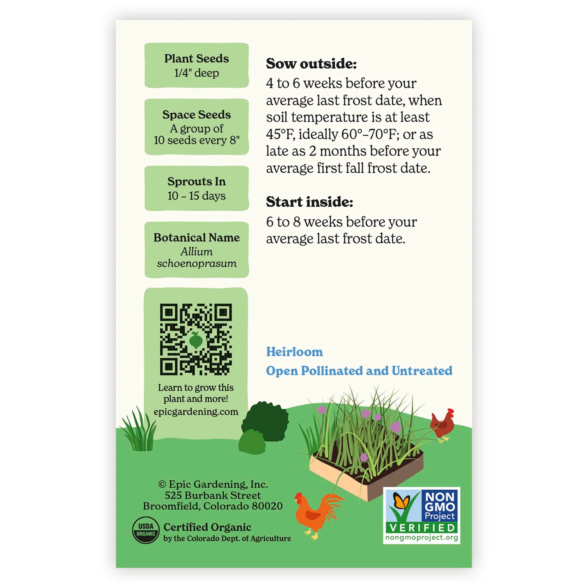 Common Chives - Image 3