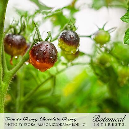 Chocolate Cherry Pole Cherry Tomato Seeds - Image 4