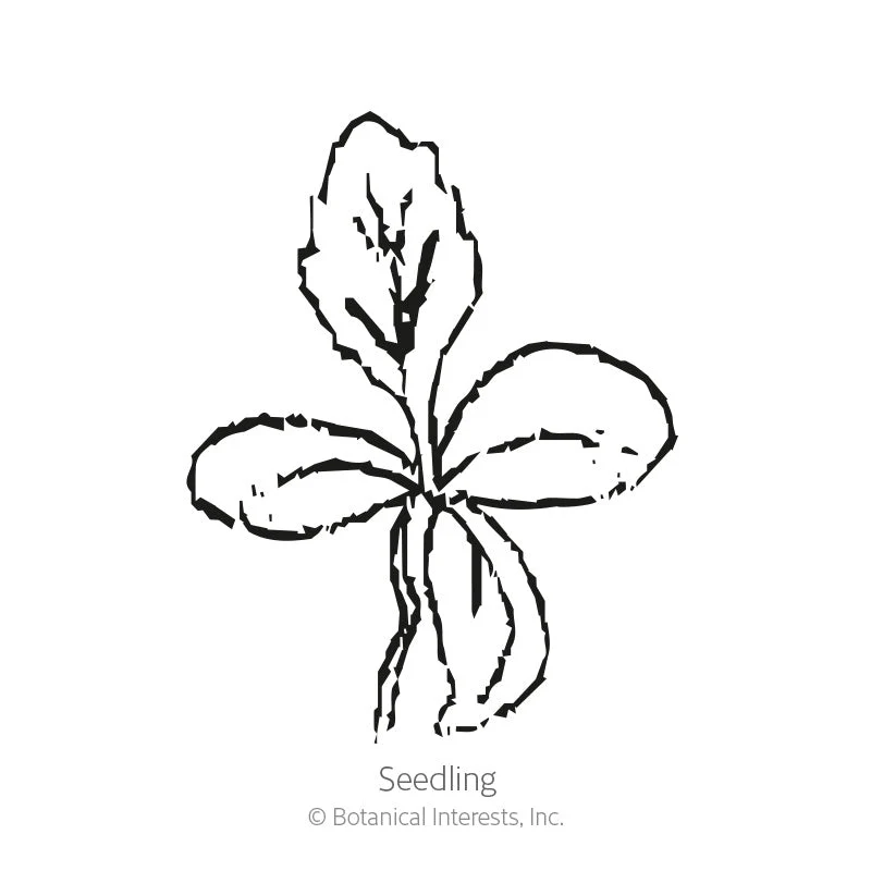 Chocolate Flower Seeds - Image 2
