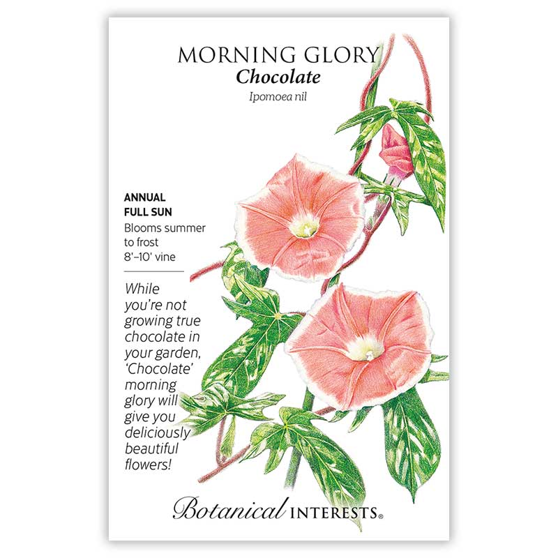 Chocolate Morning Glory Seeds - Image 3