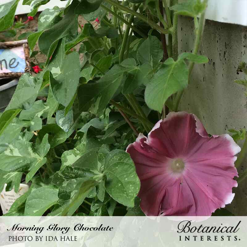 Chocolate Morning Glory Seeds - Image 4