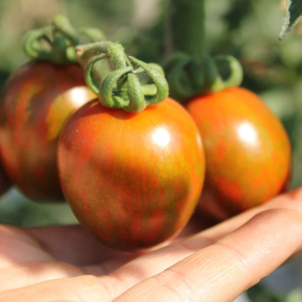 Chocolate Sprinkles Pole Cherry Tomato Seeds - Image 4