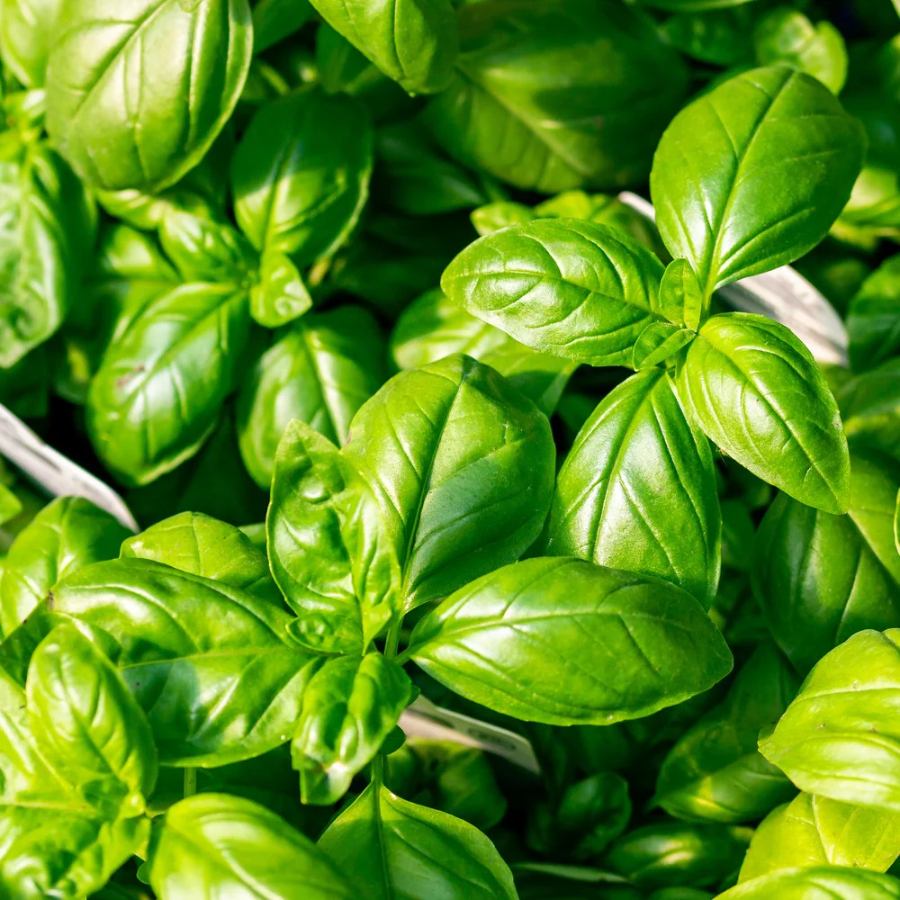Ciao Bella Basil Blend Microgreens Seeds - Image 5