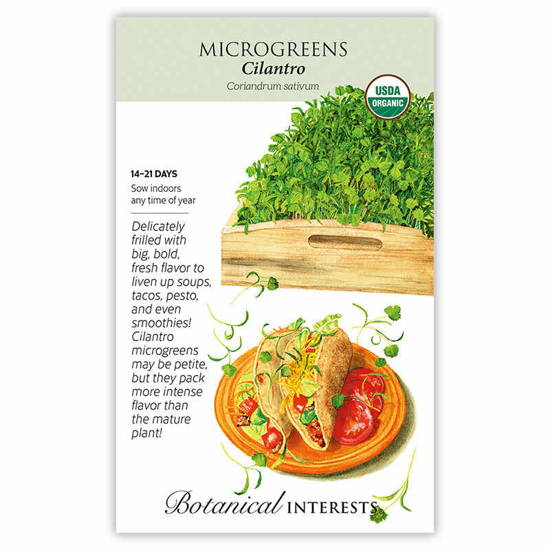 Cilantro Microgreens Seeds - Image 3