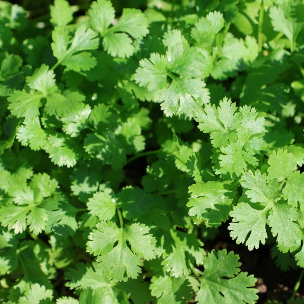 Cilantro Microgreens Seeds - Image 4