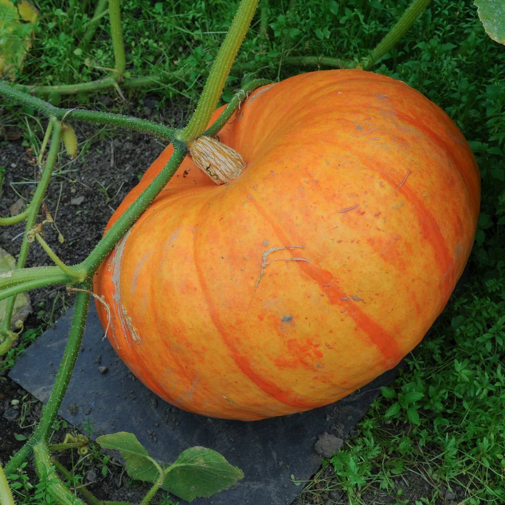 Cinderella Pumpkin Seeds - Image 4