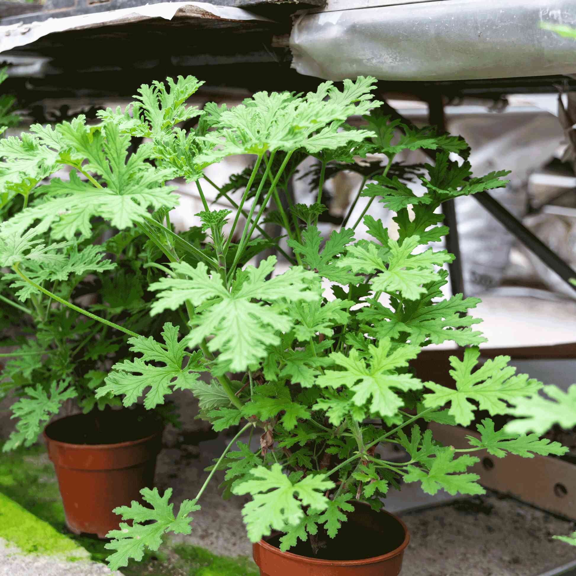 Citronella Bush - Image 3