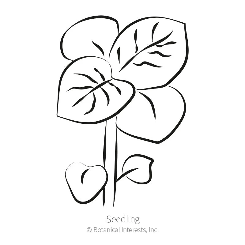 Clancy Potato Seeds - Image 2