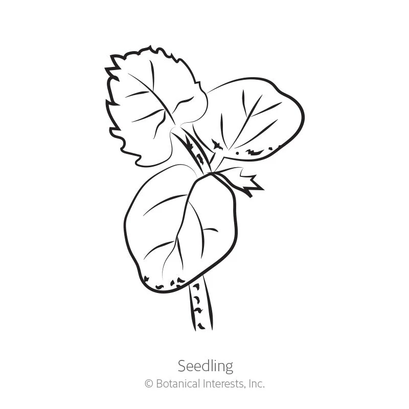 Clemson Spineless 80 Okra Seeds - Image 2