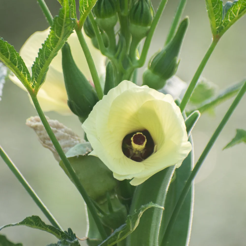 Clemson Spineless 80 Okra Seeds - Image 5