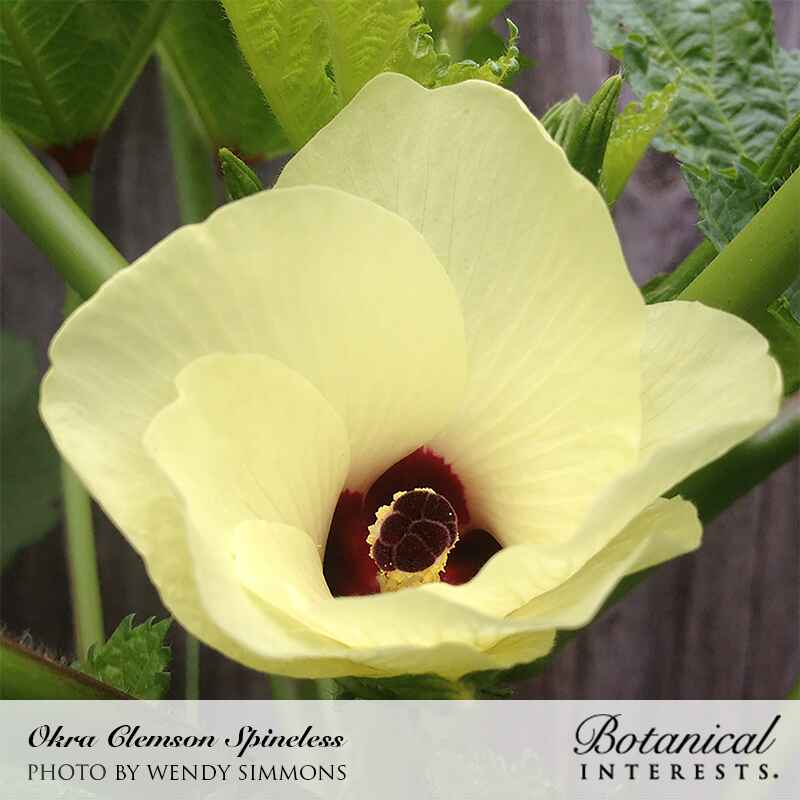 Clemson Spineless 80 Okra Seeds - Image 6