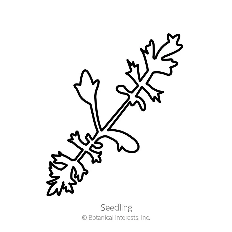 Colorado Blend Yarrow Seeds - Image 2