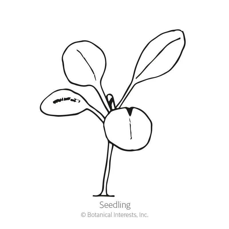 Column Blend Stock Seeds - Image 2