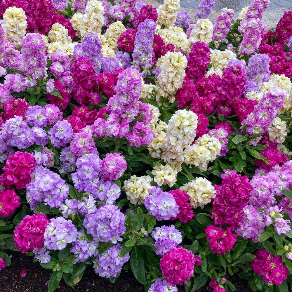 Column Blend Stock Seeds - Image 4