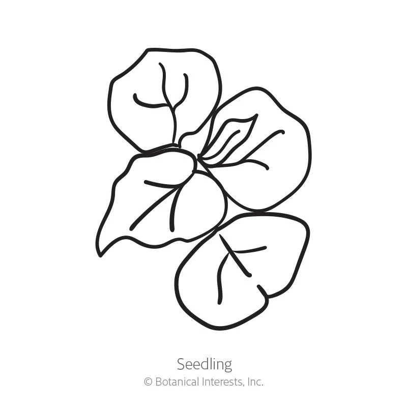Common Buckwheat Cover Crop Seeds - Image 2