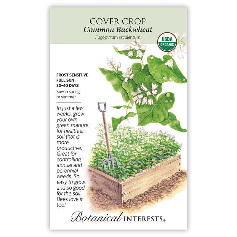 Common Buckwheat Cover Crop Seeds - Image 3