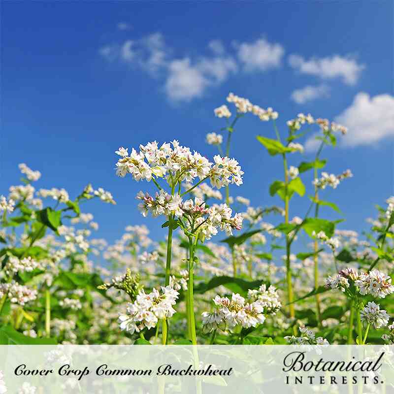 Common Buckwheat Cover Crop Seeds - Image 5