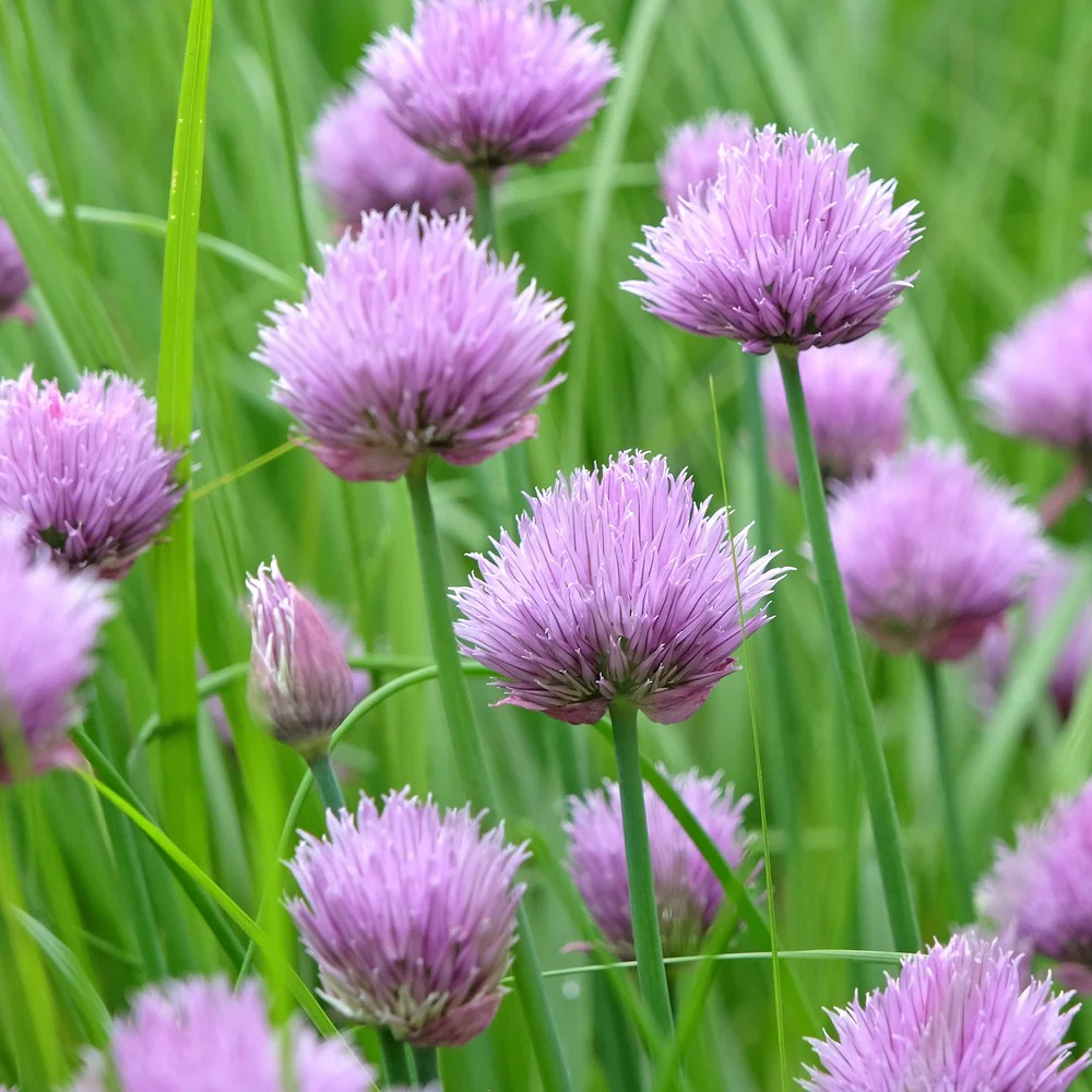 Common Chives Seeds - Image 5