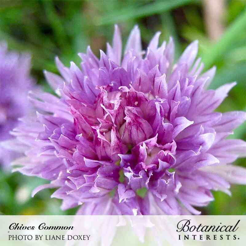 Common Chives Seeds - Image 6