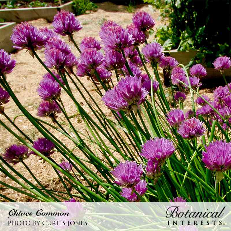 Common Chives Seeds - Image 7