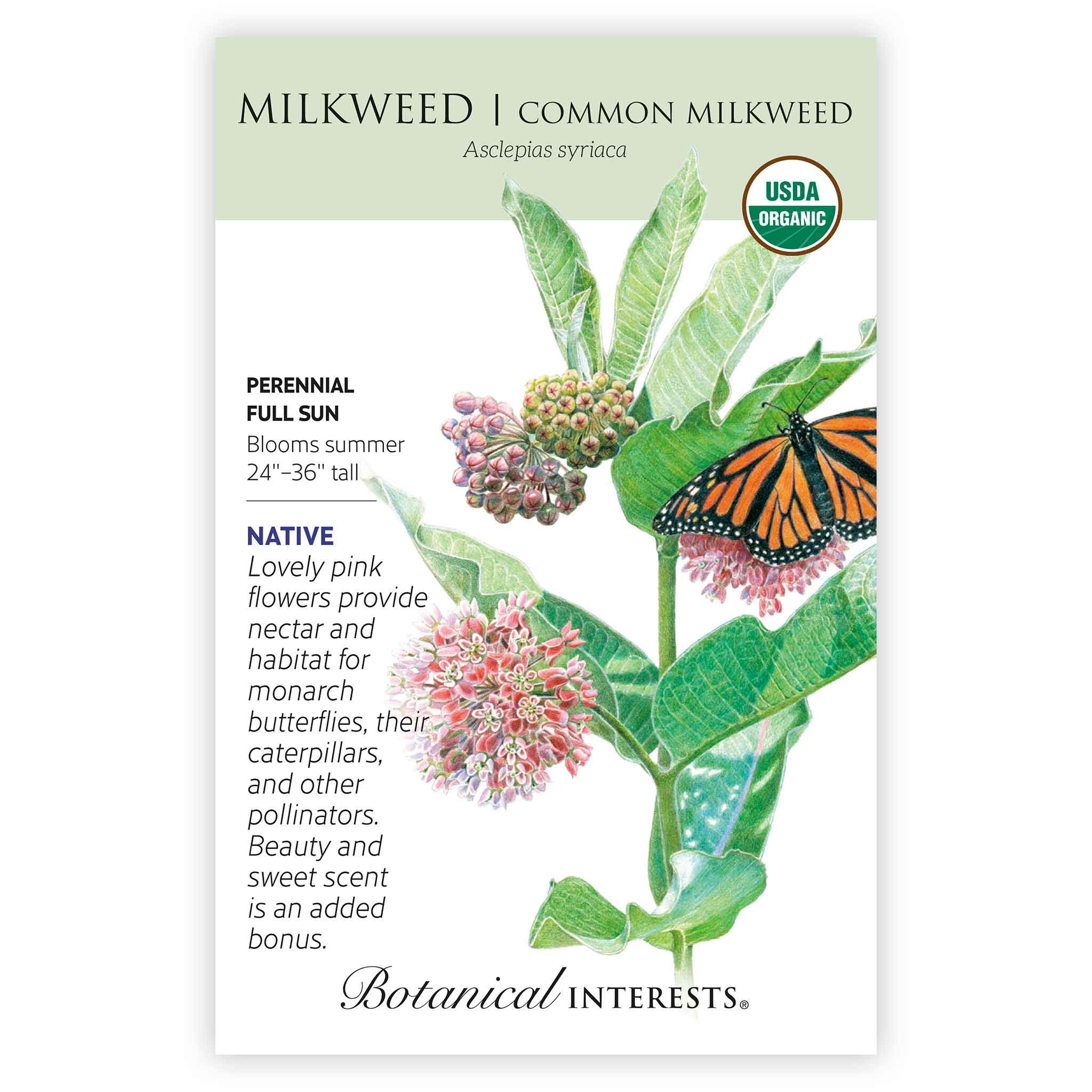 Common Milkweed/Butterfly Flower Seeds - Image 3