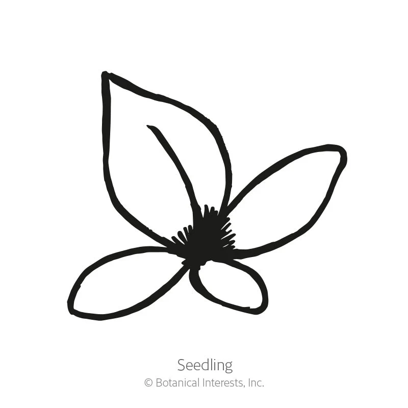 Common Sorrel Seeds - Image 2