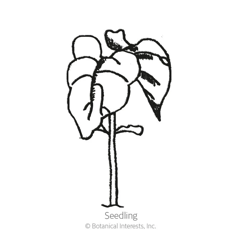 Contender Bush Bean Seeds - Image 2