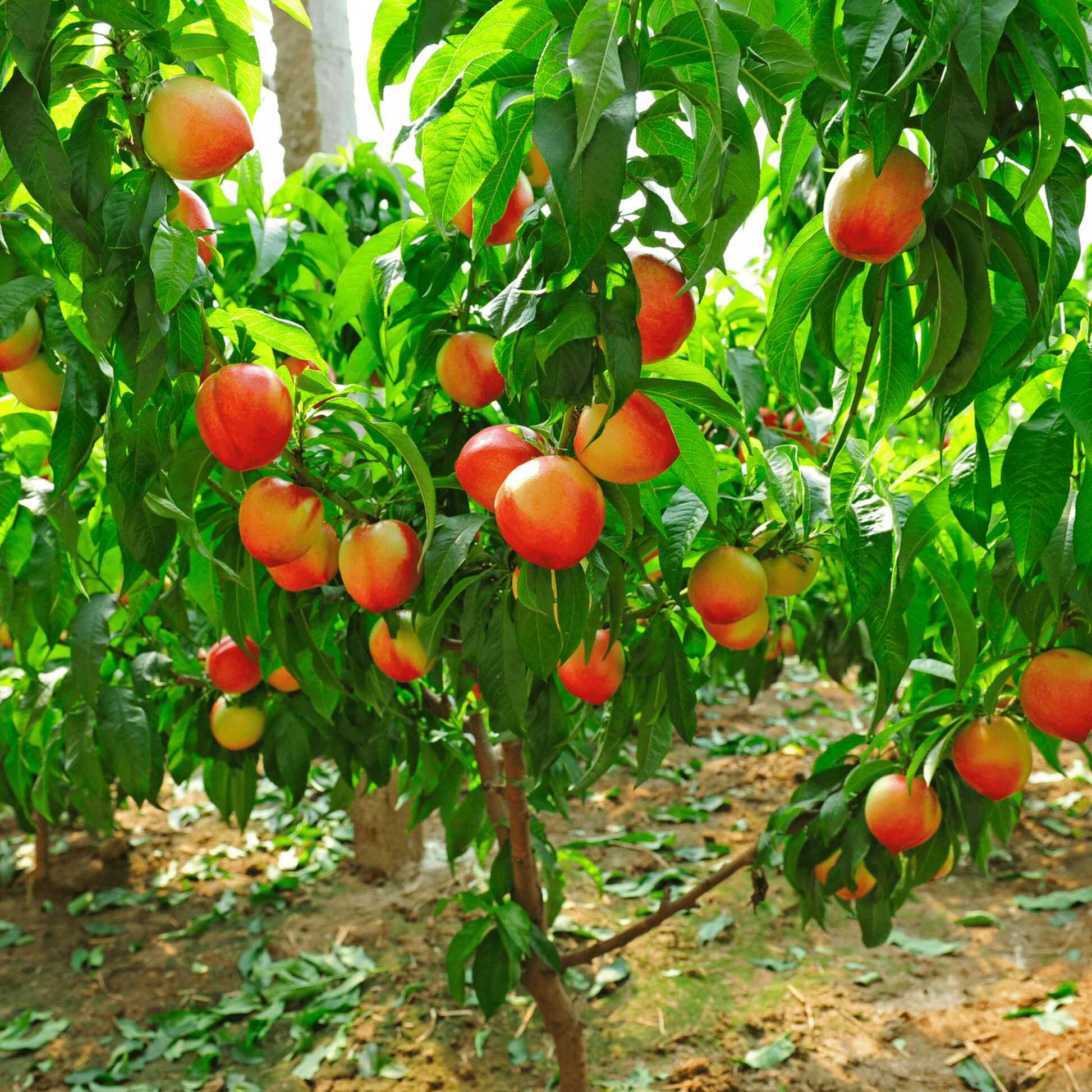 Contender Peach - Image 3