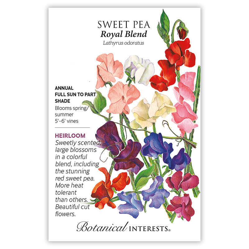 Royal Blend Sweet Pea Seeds - Image 3