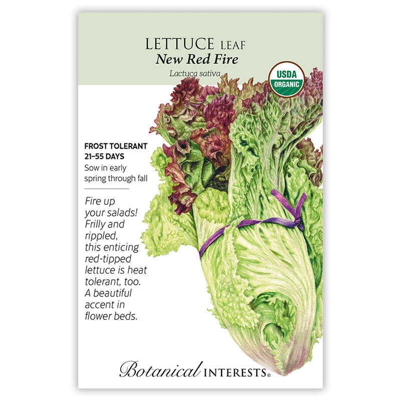 New Red Fire Leaf Lettuce Seeds - Image 3