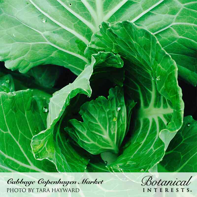 Copenhagen Market Cabbage Seeds - Image 4