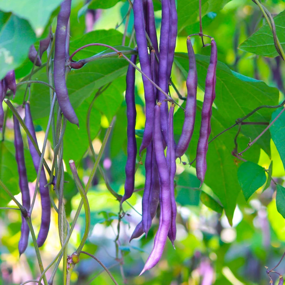 Pinkeye Purple Hull Bush Cowpea Bean Seeds - Image 4