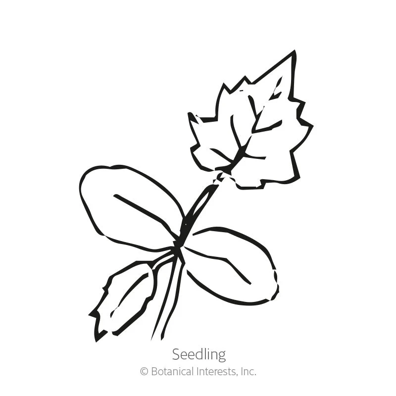 Corsican Gourd Hard-Shelled Seeds - Image 2