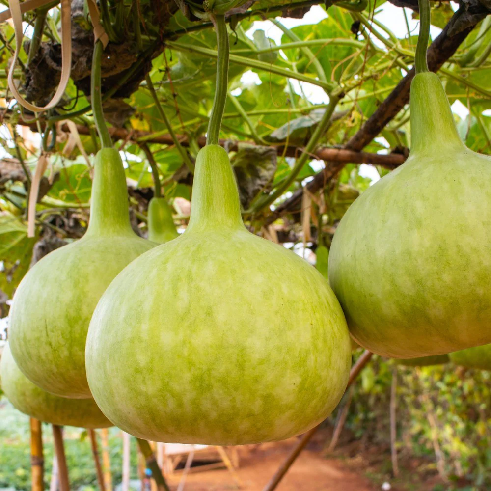 Corsican Gourd Hard-Shelled Seeds - Image 4