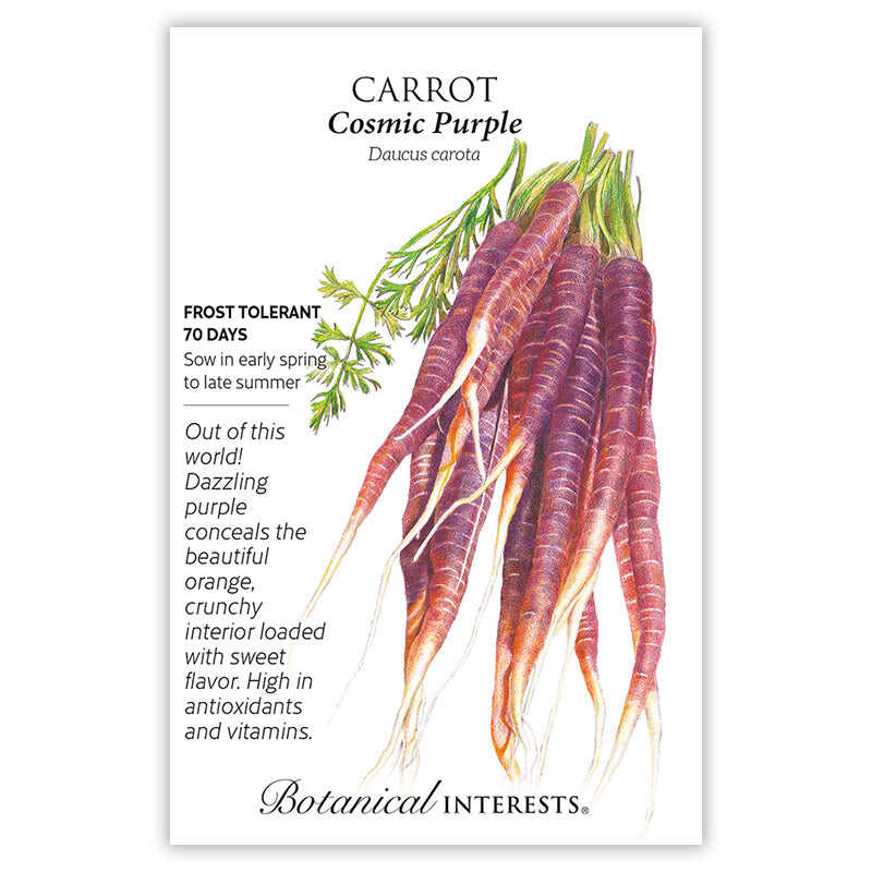 Cosmic Purple Carrot Seeds - Image 3