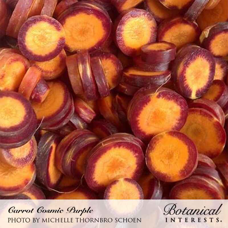Cosmic Purple Carrot Seeds - Image 4