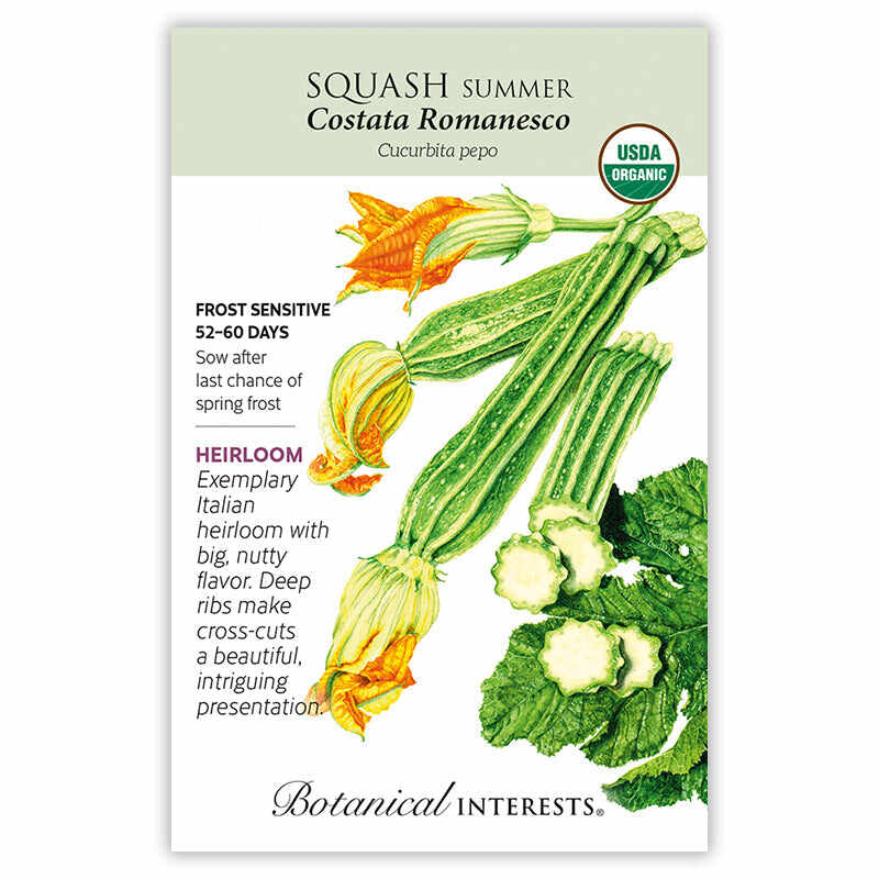 Costata Romanesco Summer Squash Seeds - Image 3