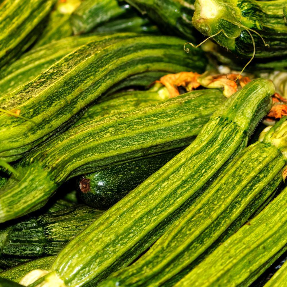Costata Romanesco Summer Squash Seeds - Image 4