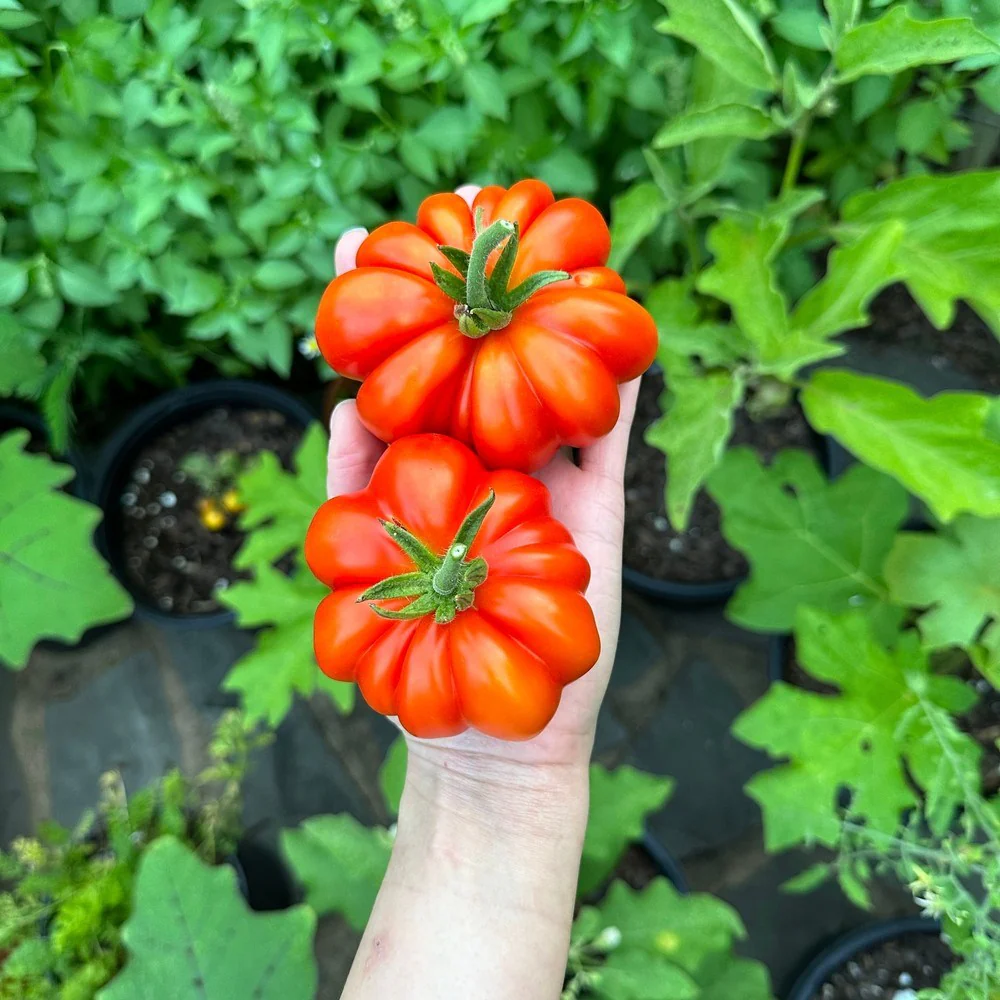 Costoluto Genovese Pole Tomato Seeds - Image 4