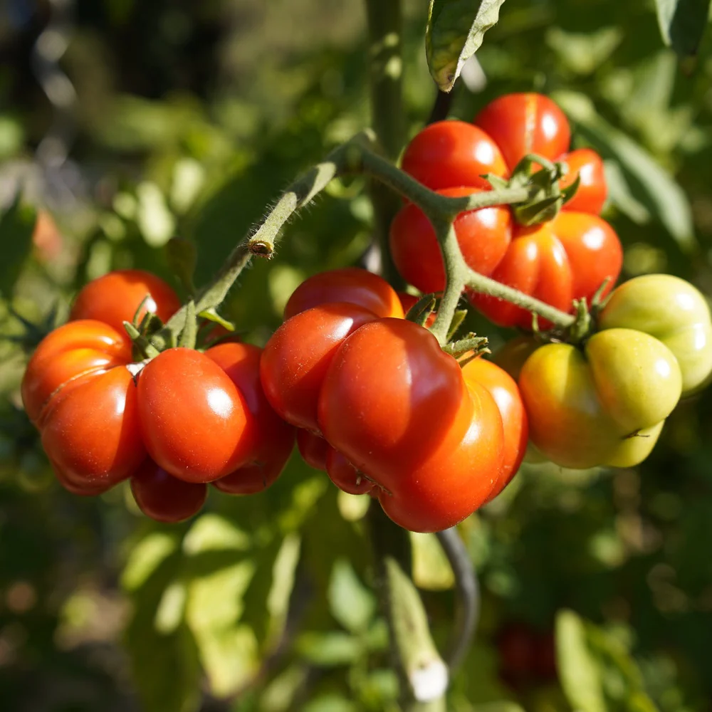 Costoluto Genovese Pole Tomato Seeds - Image 5