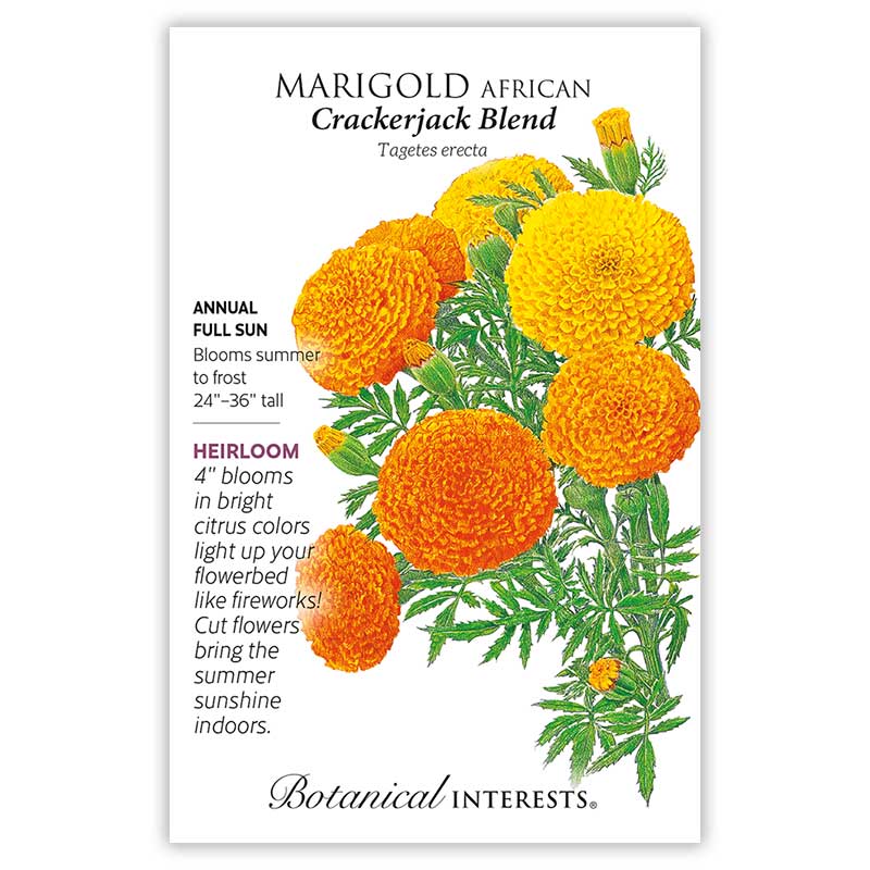 Crackerjack African Marigold Seeds - Image 4