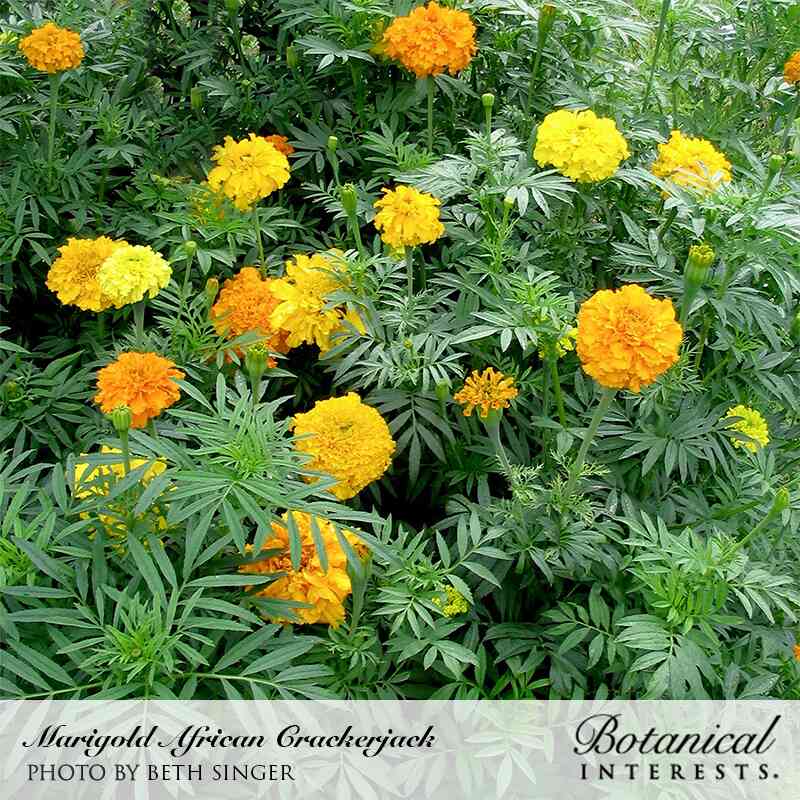 Crackerjack African Marigold Seeds - Image 5