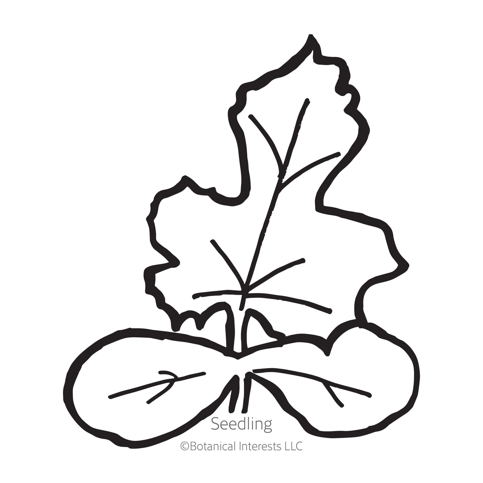 Cream of Saskatchewan Watermelon Seeds - Image 2
