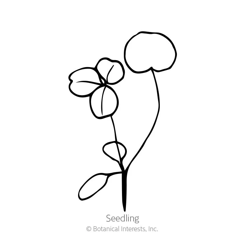 Crimson Clover Cover Crop Seeds - Image 2