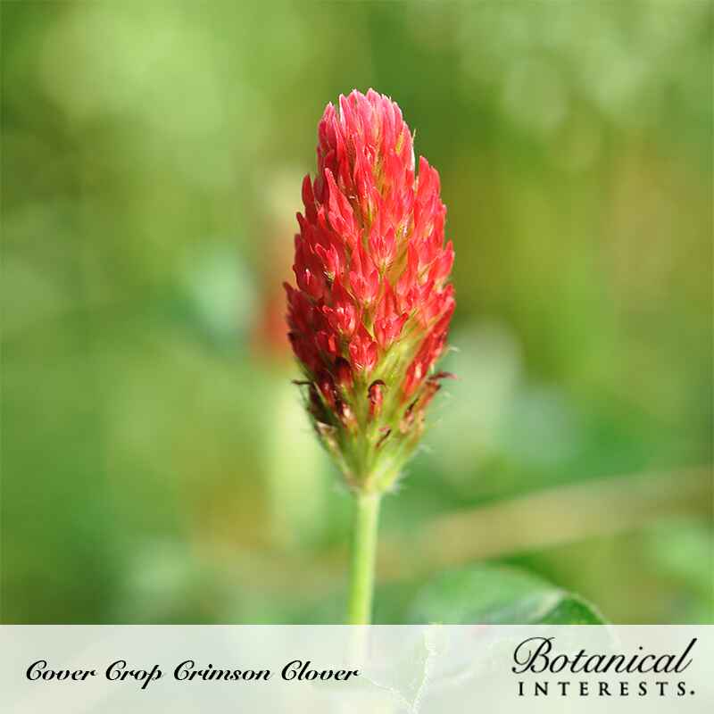 Crimson Clover Cover Crop Seeds - Image 4