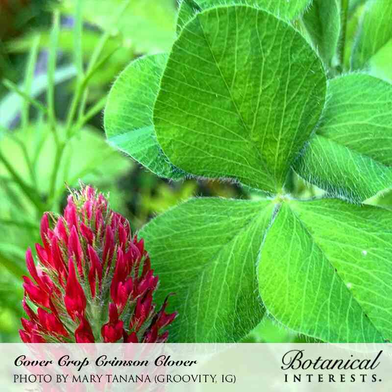 Crimson Clover Cover Crop Seeds - Image 5