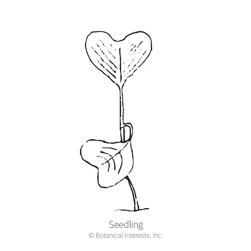 Crimson Giant Radish Seeds - Image 2