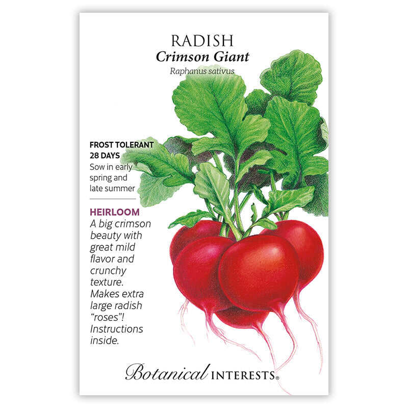Crimson Giant Radish Seeds - Image 3