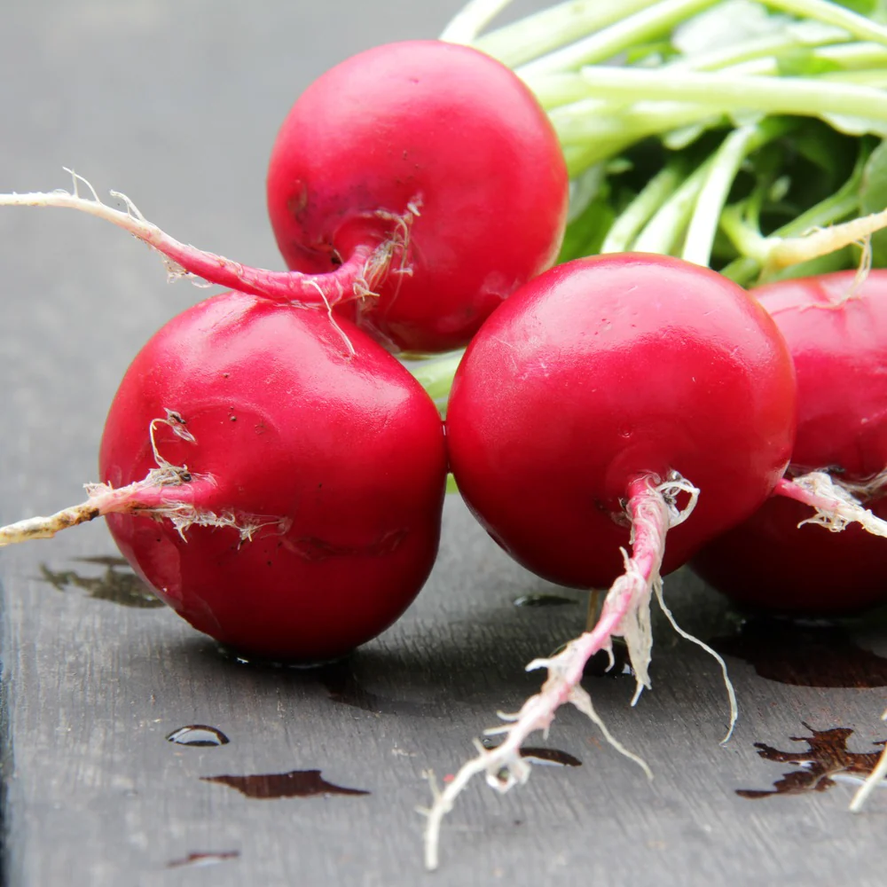 Crimson Giant Radish Seeds - Image 4