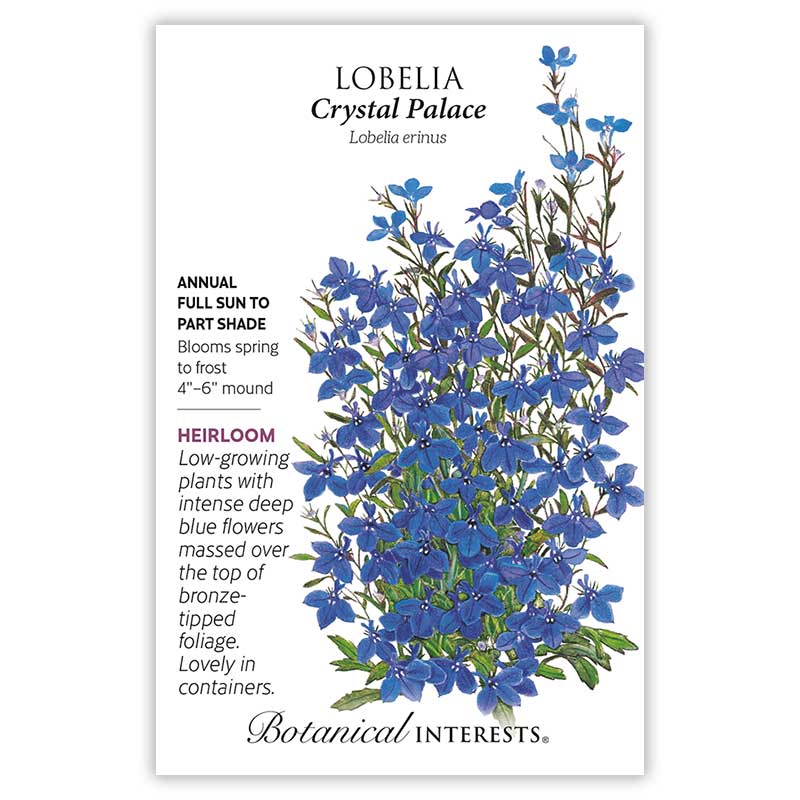 Crystal Palace Lobelia Seeds - Image 3